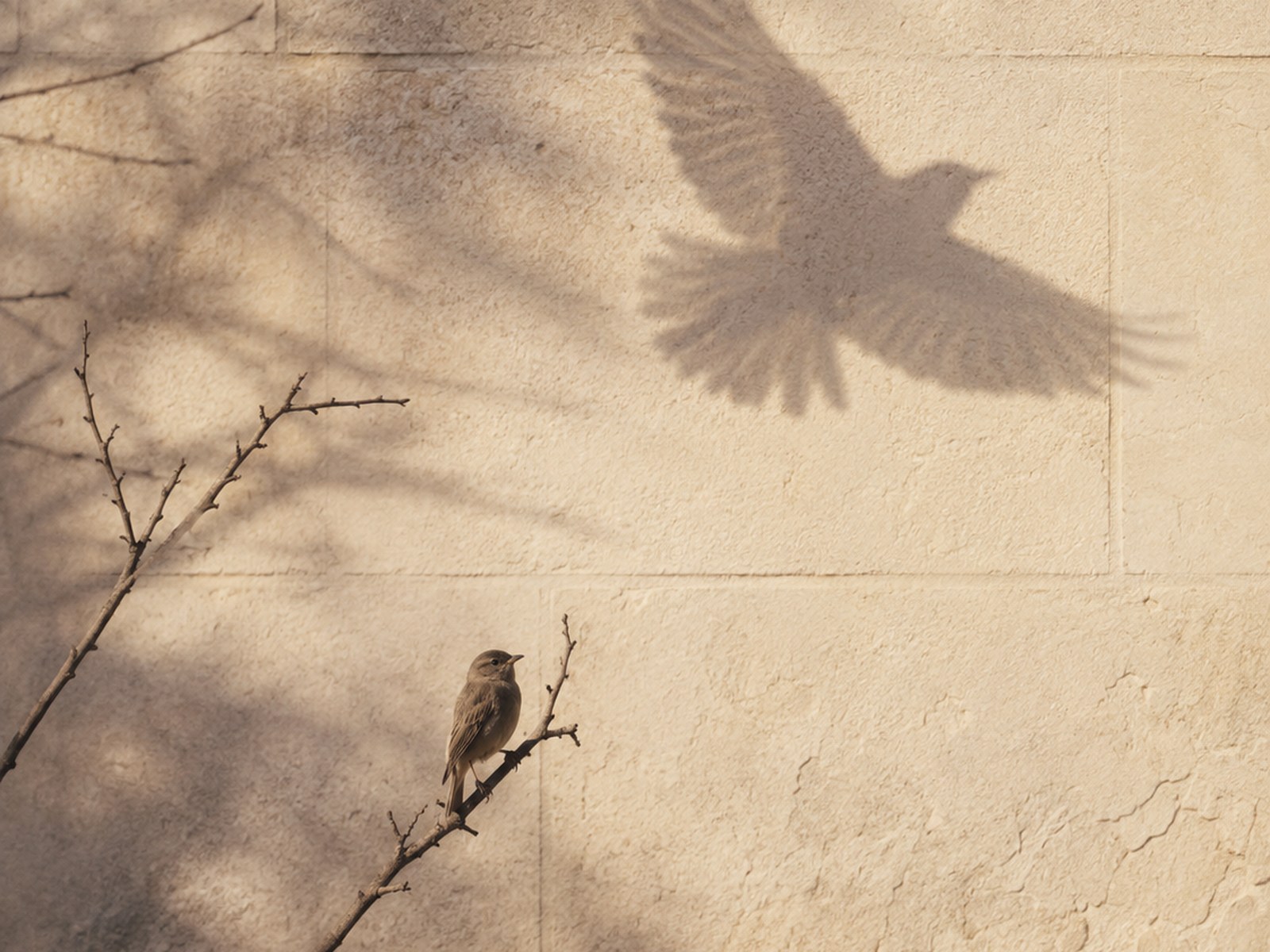 A small bird on a branch, and the shadow of a bird in flight on a stone wall